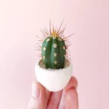 That way, you can best decide where to place it in your landscape. These Real Space Saving Micro Cacti Are A Cute Addition To Any Desk