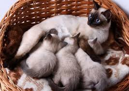 The cats eventually appeared in great britain and then the united states near the end of the 19th century, and the rest is history. Siamese Kitten For Sale Around Me Adoption Guidelines Petco Near Me