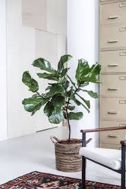 Image result for Ficus lyrata