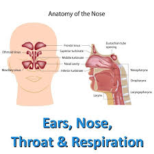 ce ears nose throat and respiration