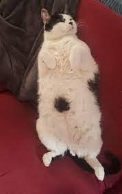 Pin On Cute Cats