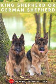 King Shepherd Or German Shepherd German Shepherd Weight German Shepherd King Shepherd