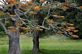 Maybe you would like to learn more about one of these? Grevillea Robusta Silky Oak Tree New Zealand Helena Bay Fast Growing Trees Tree Fast Growing Evergreen Trees