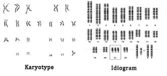 This is the human karyotyping vocabulary document translated into french. Karyotype And Idiogram A Way To Provide Preliminary Idea About Genome Plantlet
