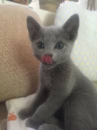 Best Russian Blue Cat Personality Images Ideas Most Affectionate Cat Breed How Much A Fluffy Russian Blue Kitty Kitten P Russian Blue Kitten Cats Blue Cats
