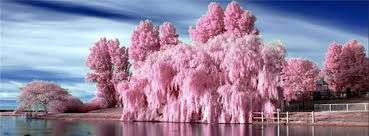 Pin By Heather Castillo On Cover Photos Pink Trees Nature Photography Beautiful Nature For me, math class is like watching a foreign movie without subtitles.