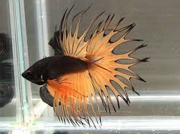 35 Different Types Of Betta Fish With Beautiful Pictures Betta Fish Betta Fish Types Pet Fish