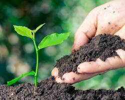 Manos diversas sosteniendo una plántula en un jardín floreciente, simbolizando el amor como semilla de abundancia y prosperidad en todas las áreas de la vida, según los valores humanos.