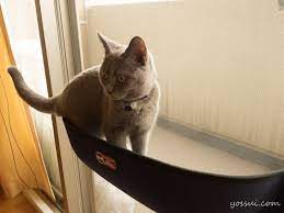 シャルトリューと過ごす】猫のいる生活（ウインドウベッドで日向ぼっこスペースを作ってみた） | yossui.com