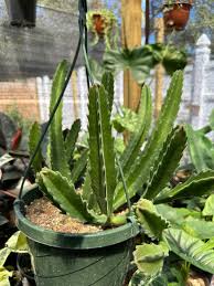 Image result for Stapelia gigantea
