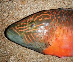 Image result for Oxyrhachis gracillima