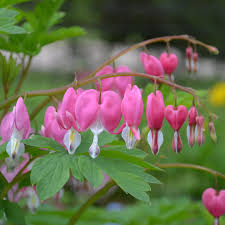 It is that shape because when the first eggplant was discovered a many trees that blossom in the spring have pink flowers. Pink Bleeding Heart Dicentra Spectabilis Monticello Shop
