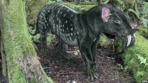 Pin On Animals
