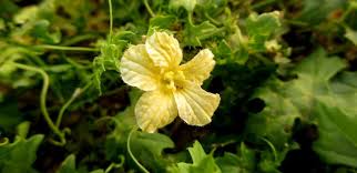 Image result for Momordica balsamina