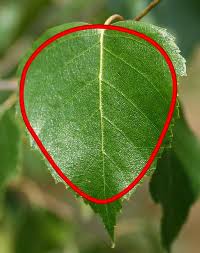 Image result for leaf shape obovate