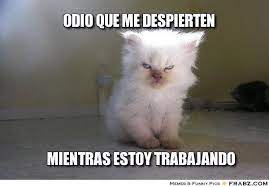 Odio Que Me Despierten Mientras Estoy Trabajando Gatitos Divertidos Gatos Bonitos Memes De Animales