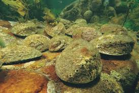 Learn how to obtain a visa for new zealand for a trouble free for the latest information on travel restrictions, visit the immigration new zealand website(opens in new window). Passionate About Paua New Zealand Geographic