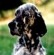 Pin By On Setters English Setter Sporting Dogs Crazy Dog Lady
