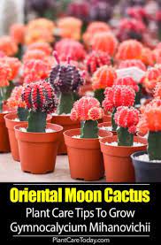 I like the fact that you can find small options that create decor elements throughout it depends on how much sunlight they need and of course your preferences. Gymnocalycium Mihanovichii Moon Cactus Unusual Cacti Unique Color Must Be Grafted Produces Offsets Ne Cactus Care Indoor Cactus Plants Propagating Cactus