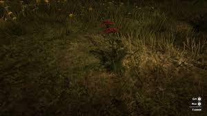 Red Dead Redemption 2 Herbalist Challenges Levelskip Video Games