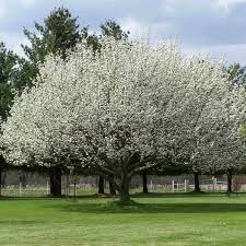 Image result for Pycreus cuanzensis