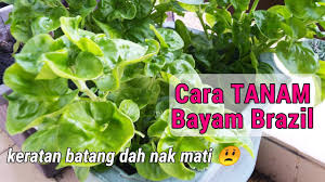 Bayam juga perlu mendapat pancaran sinar matahari yang cukup yang itu artinya bayam tidak bisa ditanam bersandingan dengan tanaman lain yang memiliki batang lebih tinggi. Vlog Cara Tanam Bayam Brazil Hampir Mati Jom Tengok Pokok Lain Youtube