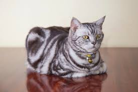 Today is the third episode of my cat colors series! Tabby Cat Facts