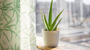 Peki aloe vera nasıl bakılır? Aloe Vera Bakimi Faydalari Aloe Vera Jeli Nasil Kullanilir