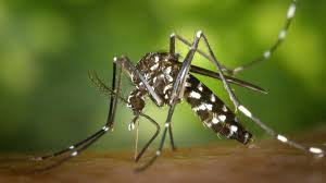 Dengue mosquito flourishes in areas close to human population and lives indoor in dark and cool areas like however the female aedes requires human blood in order to produce eggs. How To Identify A Dengue Mosquito Information News
