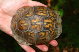 According to some studies, the fastest speed of any reptile was found to be 22 mph (9.8 m/s) in the case of a frightened pacific sea turtle. How Fast Do Turtles Grow A Guide With Charts All Turtles