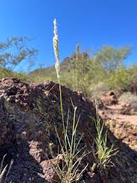 Image result for Digitaria gazensis