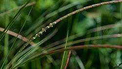 Image result for Rottboellia