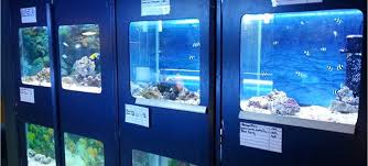 J&f aquatic & exotics is the primary source for fish and pets if you are located near terrytown, la. Tropical Fish Goldfish Aquariums Redwood Aquatics