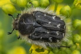 Image result for Tropinota hirta