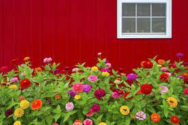 How tall do zinnias grow? How To Grow Beautiful Zinnia Flowers Harvesting And Planting Zinnia Seeds