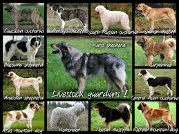Livestock Guardian Dogs Livestock Guardian Guard Dog Breeds Livestock Guardian Dog