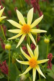 A seconda delle varietà dei bulbi e dei climi la raccolta dei fiori avviene fra ottobre e novembre. Bulbi Estivi Dai Fiori Gialli Per Un Giardino Festoso Scopri I Bulbi Da Fiore