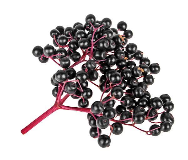 Elderberry Ex