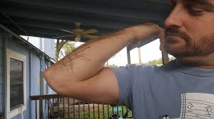 One of my favorites, the red velvet ant South Georgia