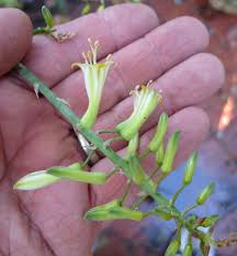 Image result for Aloe veseyi