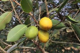 Image result for Manilkara obovata