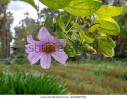 Image result for Dahlia excelsa