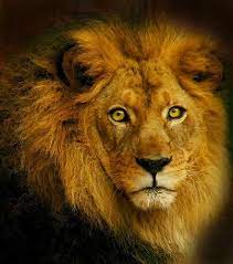 25 Beautiful Animal Portraits Animals Beautiful Animals Pet Portraits