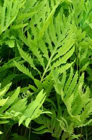 Image result for Manulea conferta