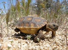 A desert tortoise can make a fascinating addition to the right arizona backyard. Desert Tortoise Joshua Tree National Park U S National Park Service