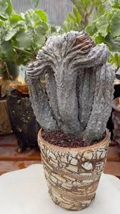 Image result for Cyphostemma montanum