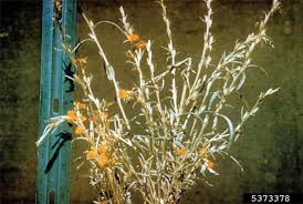 Image result for Striga asiatica