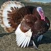 The standard bronze turkey is a heritage breed turkey developed by crossing domestic turkeys brought to the americas by european colonists with eastern wild turkeys. Https Encrypted Tbn0 Gstatic Com Images Q Tbn And9gctcyyzpkrspynaaxzeutt3aqc1goqixbkkswrv Fumidbcaqse8 Usqp Cau