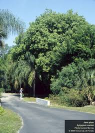 Image result for Syzygium cumini