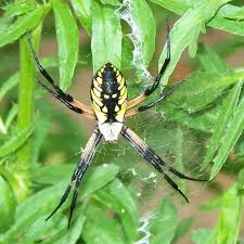 Yellow garden spider, argiope aurantia these spiders spin webs in spiral patterns. Argiope Aurantia Black And Yellow Garden Spider Usa Spiders